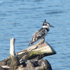 Pied Kingfisher